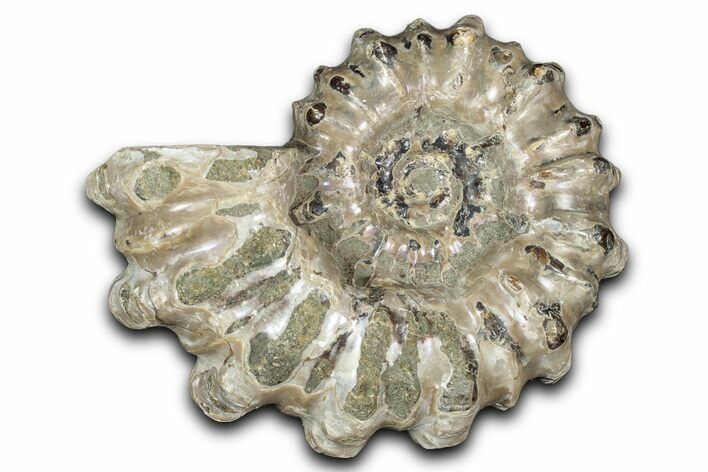 Bumpy Ammonite (Douvilleiceras) Fossil - Purple Iridescence #343823